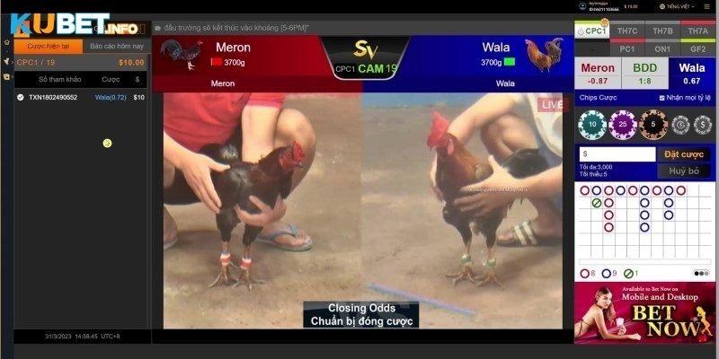 3 hình thức đá gà phổ biến tại nhà cái Kubet