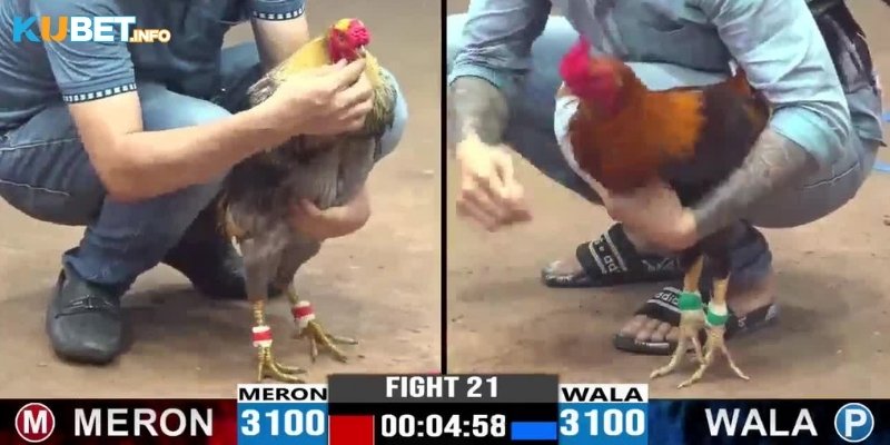 Mẹo cá cược đá gà dễ thắng cho newbie