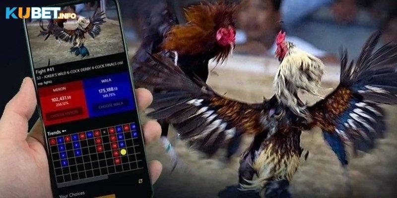 Tổng quan đá gà Kubet