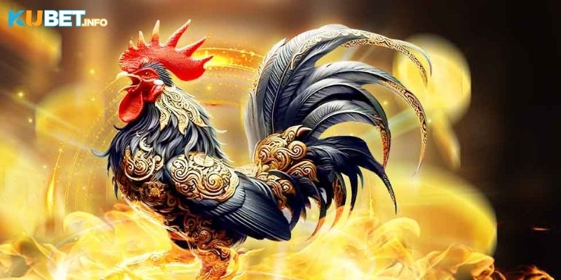 Ưu điểm khi chơi đá gà tại nhà cái Kubet
